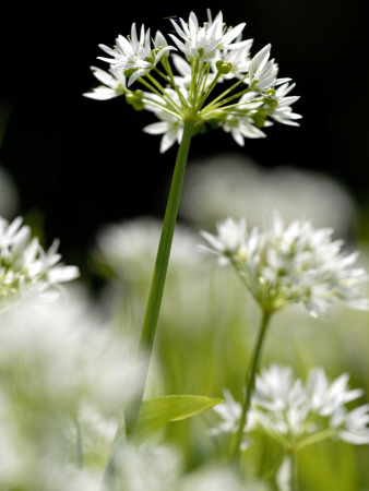 Ramson Wild Garlic Flower, Coombe Valley, Cornwall, Uk by Ross Hoddinott Pricing Limited Edition Print image