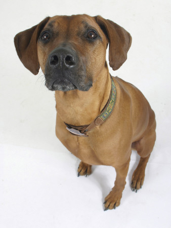 Domestic Dog, Rhodesian Ridgeback Looking Up by Petra Wegner Pricing Limited Edition Print image