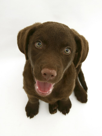 Chesapeake Bay Retriever Dog Pup, 'Teague', 9 Weeks Old Looking Up by Jane Burton Pricing Limited Edition Print image