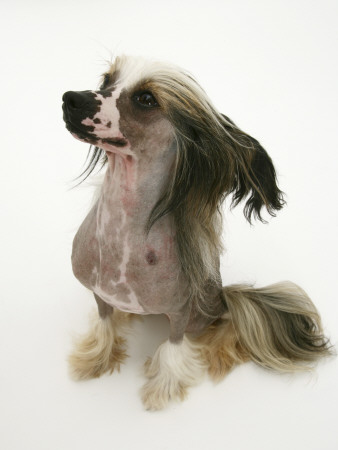 Chinese Crested Dog Sitting Down, Looking To The Side by Jane Burton Pricing Limited Edition Print image