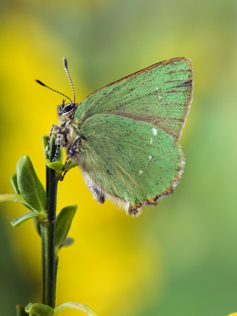 Green Hairstreak Butterfly At Rest On Broom, Uk by Andy Sands Pricing Limited Edition Print image