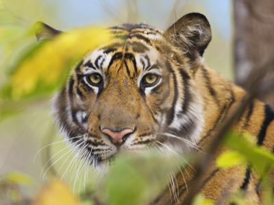 Tiger Face Portrait Amongst Foliage, Bandhavgarh National Park, India 2007 by Tony Heald Pricing Limited Edition Print image