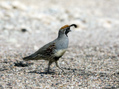 Male Gambel's Quail, Organ Pipe Cactus National Monument, Arizona, Usa by Philippe Clement Pricing Limited Edition Print image