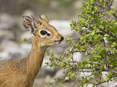 Kirk's Damara Dik Dik Male Feeding On Vegetation, Etosha Np, Namibia by Tony Heald Pricing Limited Edition Print image