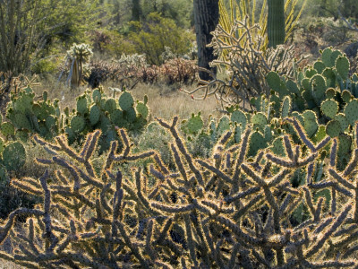 Staghorn Cholla, Engelmann's Prickly Pear And Other Cacti Species, Saguaro Np, Arizona, Usa by Philippe Clement Pricing Limited Edition Print image