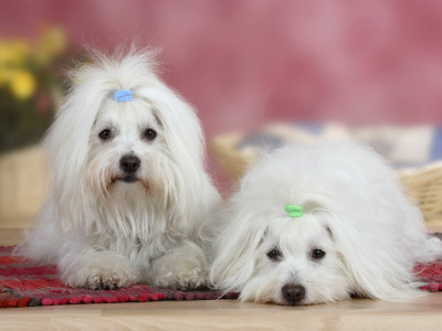 Two Coton De Tulear Dogs Lying On A Rug by Petra Wegner Pricing Limited Edition Print image