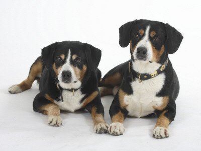 Two Entlebucher Mountain Dogs Lying Down by Petra Wegner Pricing Limited Edition Print image