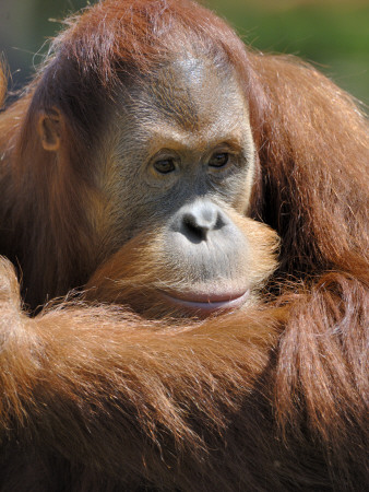 Orang Utan Young Male, Iucn Red List Of Endangered Species by Eric Baccega Pricing Limited Edition Print image
