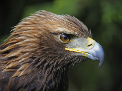 Head Portrait Of Golden Eagle, France by Eric Baccega Pricing Limited Edition Print image