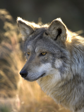 Mexican Wolf Captive, Living Desert Zoo, Palm Desert, California, Usa by Mark Carwardine Pricing Limited Edition Print image