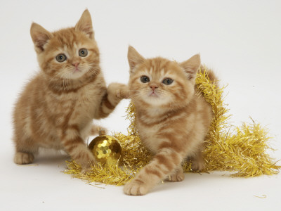 Two Red Tabby Kittens With Gold Christmas Tinsel by Jane Burton Pricing Limited Edition Print image