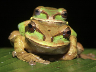 Masked Tree Puddle Frogs Pair, Costa Rica by Edwin Giesbers Pricing Limited Edition Print image