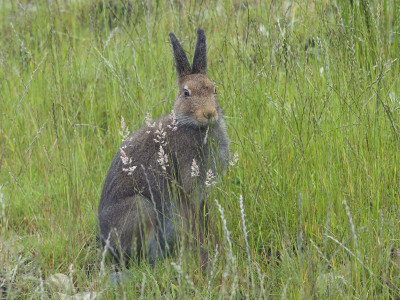 Mountain Hare Summer Coat, Feeding On Grasses, Isle Of Mull, Inner Hebrides, Scotland, Uk by Andy Sands Pricing Limited Edition Print image