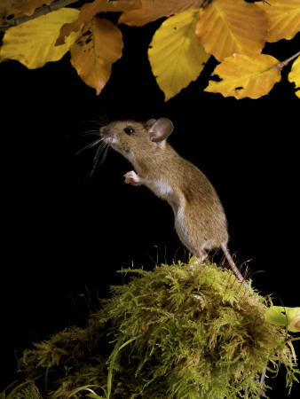 Wood Mouse Standing Up Under Beech Leaves In Autumn, Uk by Andy Sands Pricing Limited Edition Print image
