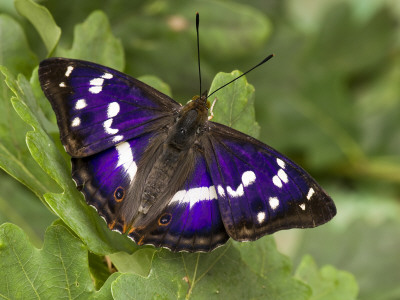 Purple Emperor On Oak Leaves Basking With Wings Open, Uk by Andy Sands Pricing Limited Edition Print image