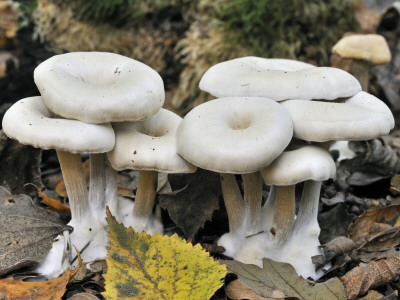 Chicken Run Funnel Agaric Fungus Among Autumn Leaves, Belgium by Philippe Clement Pricing Limited Edition Print image