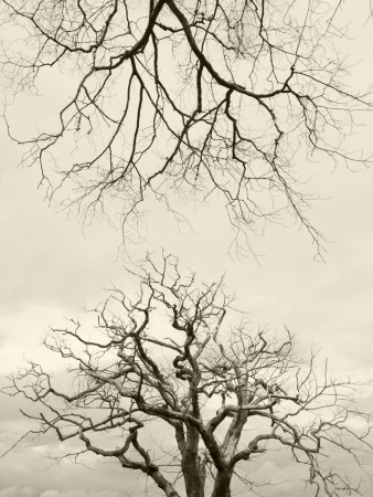 Looking Up At Branches Of Dead Wych Elm Trees Killed By Dutch Elm Disease, Scotland, Uk by Niall Benvie Pricing Limited Edition Print image