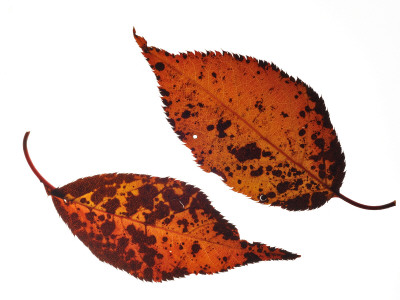 Japanese Hill Oriental Cherry Leaf In Autumn Colours, Native To Japan, Korea And China by Philippe Clement Pricing Limited Edition Print image