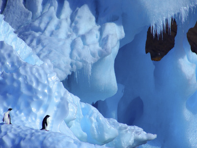 Two Adelie Penguins On Iceberg, Antarctica by Edwin Giesbers Pricing Limited Edition Print image