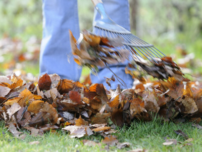 Gardener Raking Leaves On Lawn, Uk, December 2008 by Gary Smith Pricing Limited Edition Print image