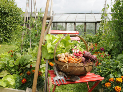 Summer Potager Style Garden With Freshly Harvested Vegetables In Wooden Trug, Norfolk, Uk by Gary Smith Pricing Limited Edition Print image