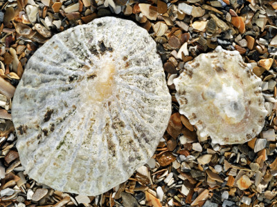 Two Common Limpets On Beach, Normandy, France by Philippe Clement Pricing Limited Edition Print image