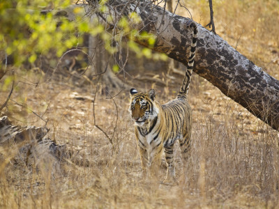 Bengal Tiger Scent Marking Tree, Ranthambhore Np, Rajasthan, India by T.J. Rich Pricing Limited Edition Print image