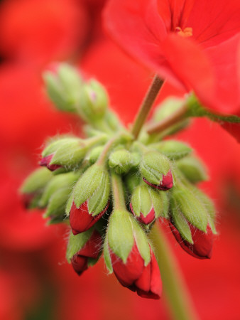 Garden Geranium New Flowers Breaking Bud, Uk by Gary Smith Pricing Limited Edition Print image