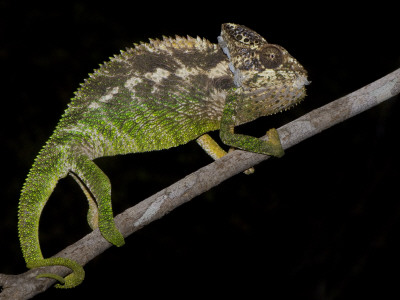 Warty Chameleon Walking Along Branch, Berenty Reserve, Madagascar by Edwin Giesbers Pricing Limited Edition Print image
