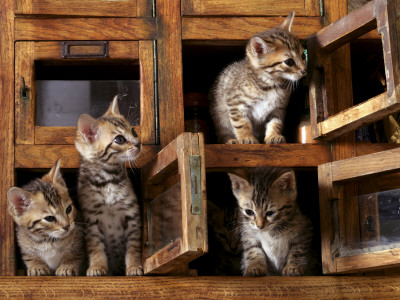 Four Bengal Kittens Playing In Wooden Boxes by Adriano Bacchella Pricing Limited Edition Print image