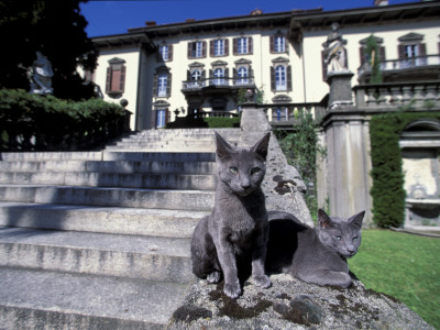 Two Russian Blue Cats Sunning On Garden Stone Steps, Italy by Adriano Bacchella Pricing Limited Edition Print image