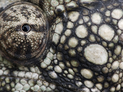 Oustalet's Chameleon Close-Up Of Face, Madagascar by Edwin Giesbers Pricing Limited Edition Print image