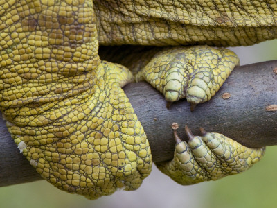 Parson's Chameleon Close-Up Of Feet Gripping Branch, Madagascar by Edwin Giesbers Pricing Limited Edition Print image