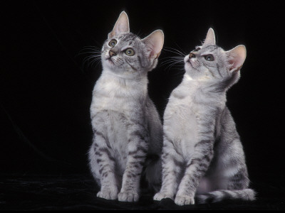 Two Egyptian Mau Kittens Looking Up by Adriano Bacchella Pricing Limited Edition Print image