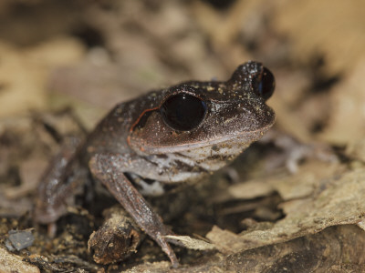 Lowland Litter Frog Danum Valley, Sabah, Borneo by Tony Heald Pricing Limited Edition Print image