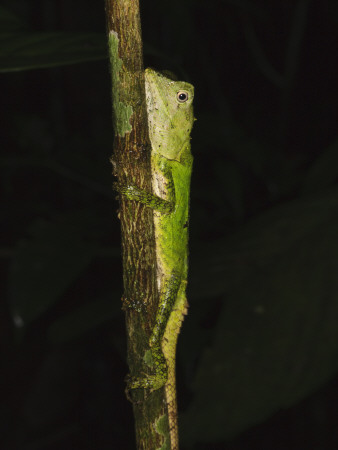 Green Mountain Agama In Rainforest At Night, Mt Kinabalu, Sabah, Borneo by Tony Heald Pricing Limited Edition Print image