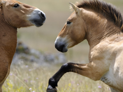 Semi Wild Przewalski Horses Two Stallions Fighting, Parc Du Villaret, Causse Mejean, Lozere, France by Eric Baccega Pricing Limited Edition Print image