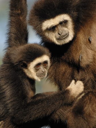 White Handed Gibbon Mother And Young, Endangered, From Se Asia by Eric Baccega Pricing Limited Edition Print image