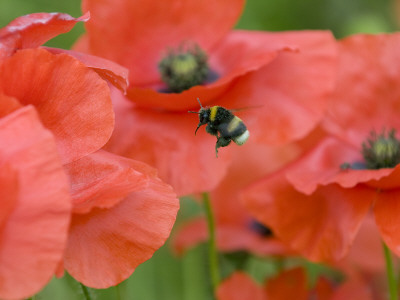 Bumble Bee Flying To Poppy Flower To Gather Pollen, Hertfordshire, England, Uk by Andy Sands Pricing Limited Edition Print image