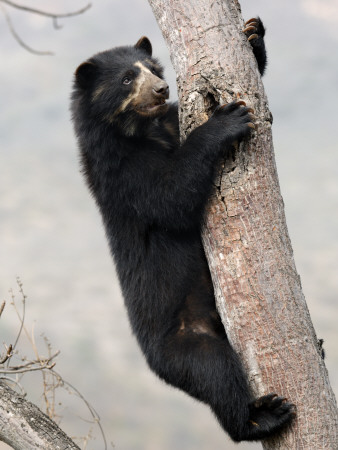 Spectacled Bear Climbing In Tree, Chaparri Ecological Reserve, Peru, South America by Eric Baccega Pricing Limited Edition Print image
