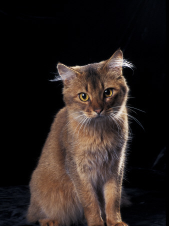 Somali Cat, Sitting Portrait by Adriano Bacchella Pricing Limited Edition Print image