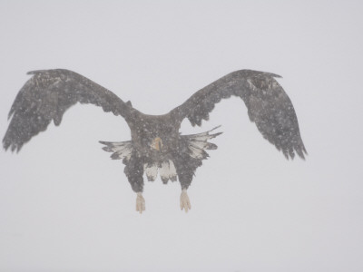 Steller's Sea Eagle Flying Through Snow, Kuril Lake, Kamchatka, Far East Russia by Igor Shpilenok Pricing Limited Edition Print image