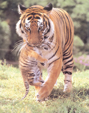 Tiger Carrying Cub by Patrick Martin Vegue Pricing Limited Edition Print image