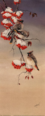 Cedar Waxwings by Nancy Azneer Pricing Limited Edition Print image