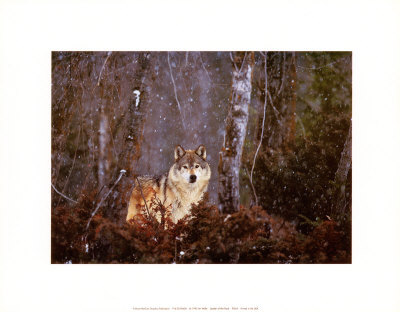 Leader Of The Pack, Montana by Art Wolfe Pricing Limited Edition Print image