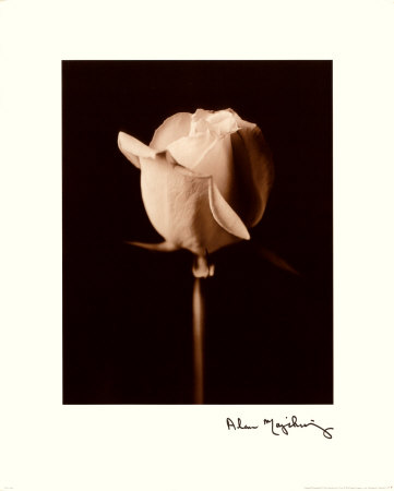 Rose by Alan Majchrowicz Pricing Limited Edition Print image