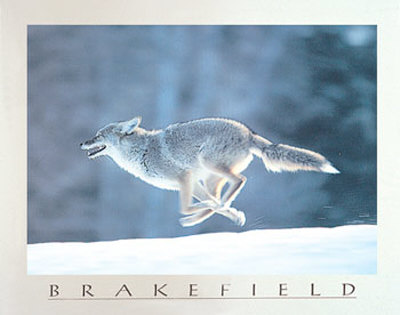 Running Wild by Tom Brakefield Pricing Limited Edition Print image