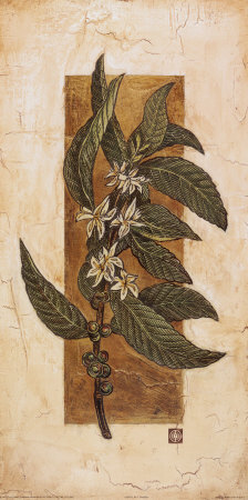 Coffee Plant by Tina Chaden Pricing Limited Edition Print image