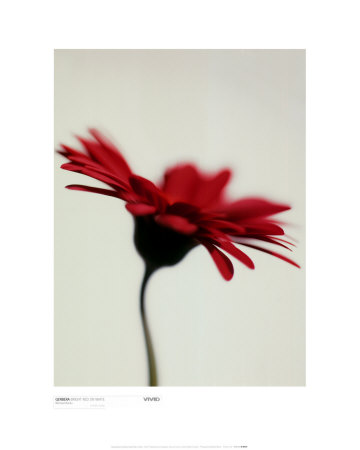 Gerbera, Bright Red On White by Michael Banks Pricing Limited Edition Print image