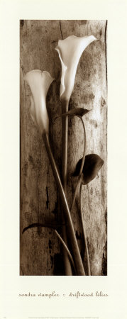 Driftwood Lilies by Sondra Wampler Pricing Limited Edition Print image